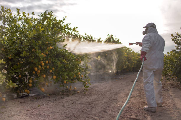 Best Wasp Removal Services  in East Ridge, TN