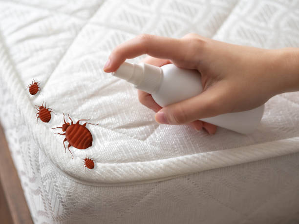 Reliable East Ridge, TN Pest Control Solutions