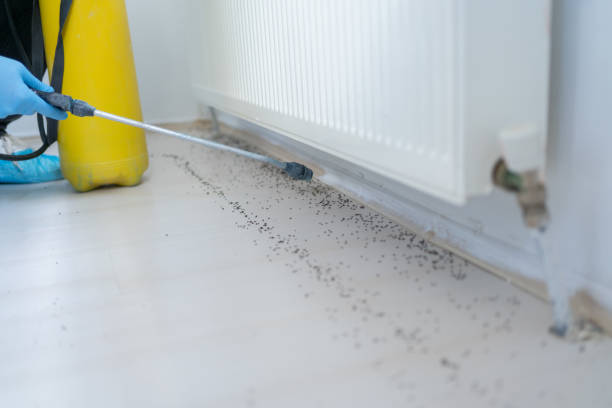 Best Termite Control Services  in East Ridge, TN