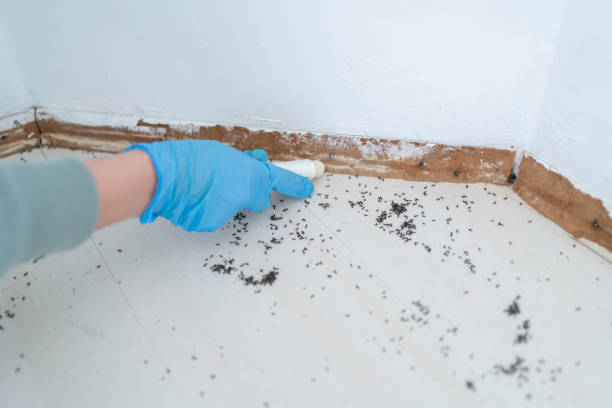 Flea Control Services in East Ridge, TN